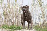 CANE CORSO 579